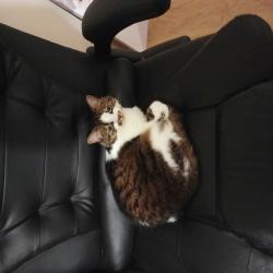 Past PetCloud client