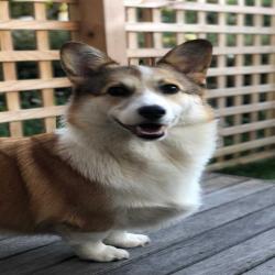 Past PetCloud client