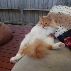 Past PetCloud client