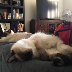 Past PetCloud client