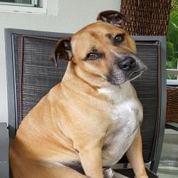 This minders pet