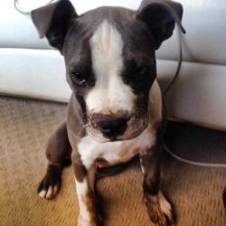 Past PetCloud client