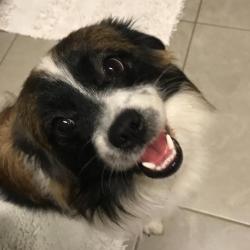 Past PetCloud client