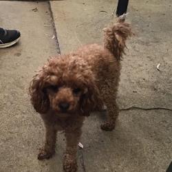 Past PetCloud client