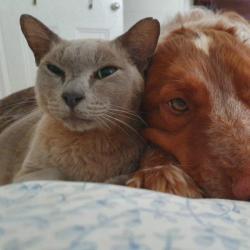 Past PetCloud client