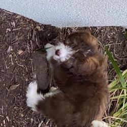 Past PetCloud client
