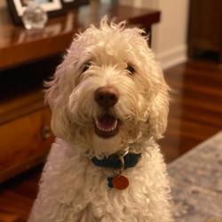 Past PetCloud client