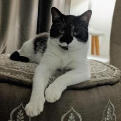Past PetCloud client