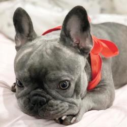 Past PetCloud client