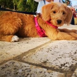 Past PetCloud client