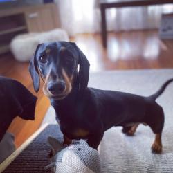 This minders pet