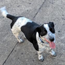 Past PetCloud client