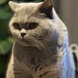 Past PetCloud client