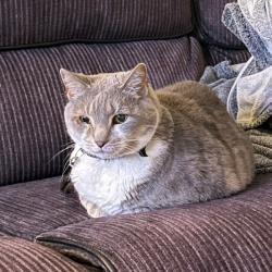 Past PetCloud client
