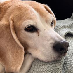 Past PetCloud client