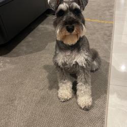 Past PetCloud client