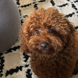 Past PetCloud client